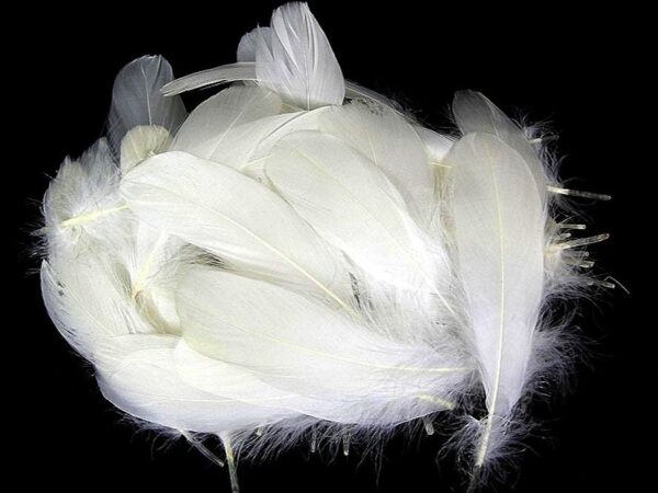 Decorative Feathers