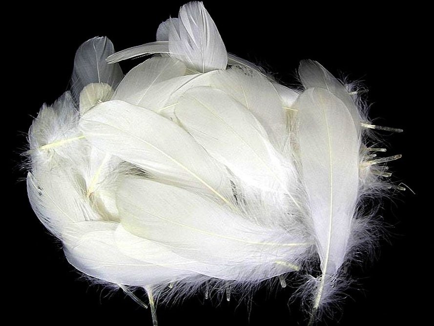 Decorative Feathers