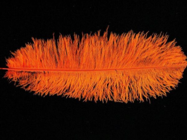 Decorative Feathers
