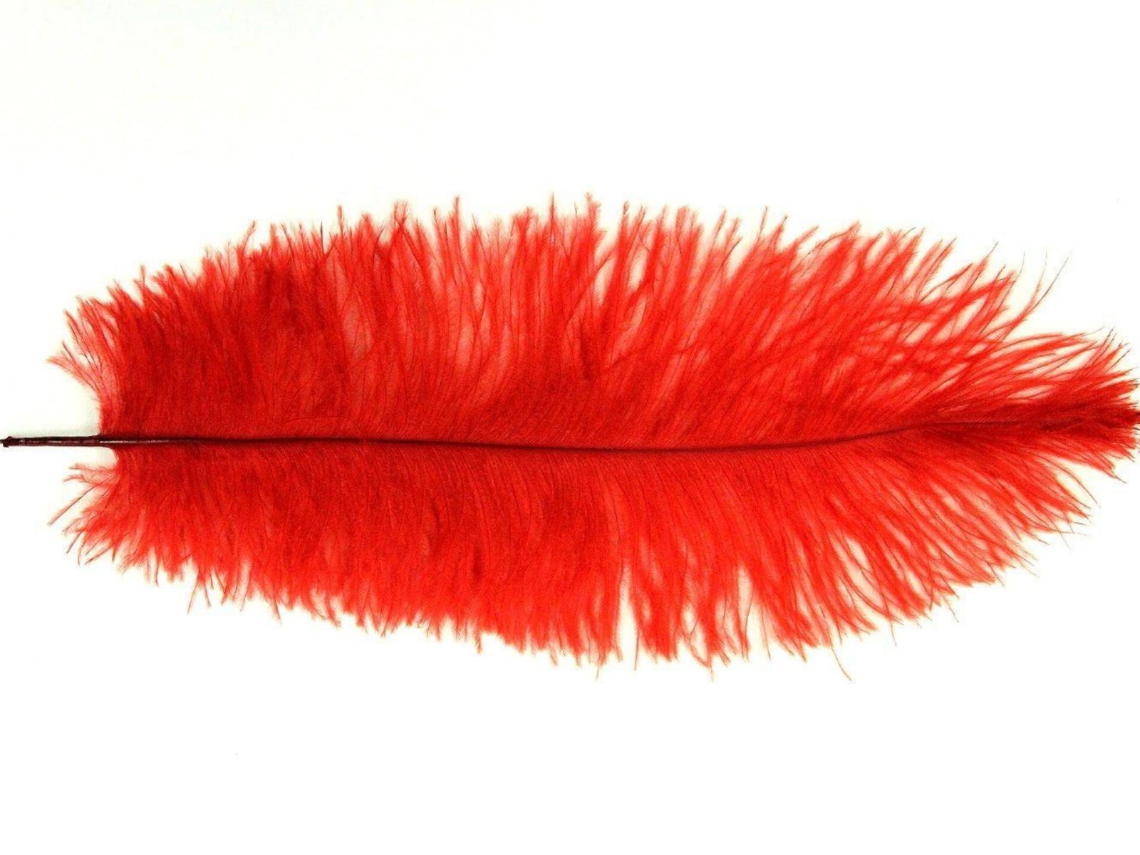Decorative Feathers