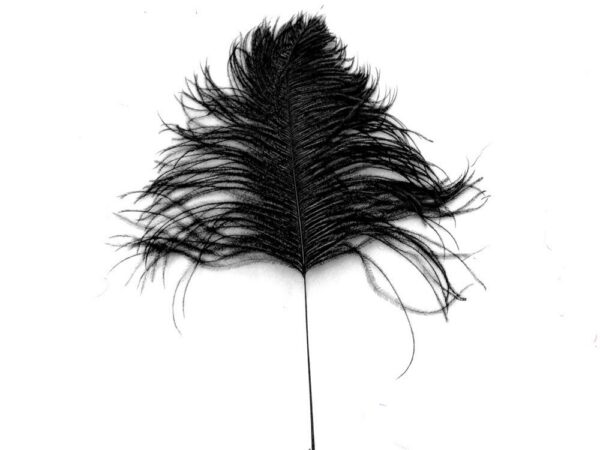 Decorative Feathers