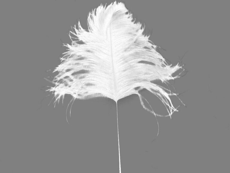 Decorative Feathers WHITE