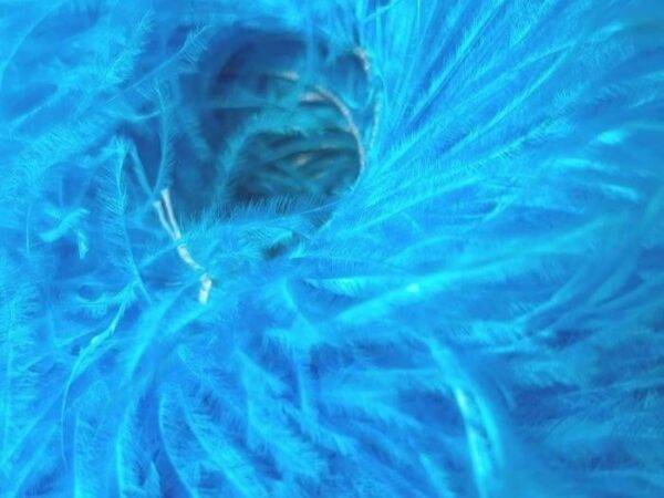 Ostrich Feather Fringe Trim