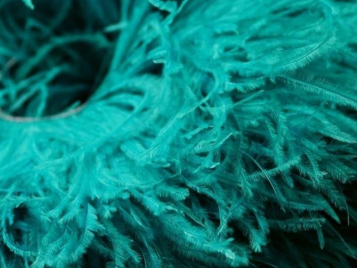 Ostrich Feather Fringe Trim PEACOCK BLUE