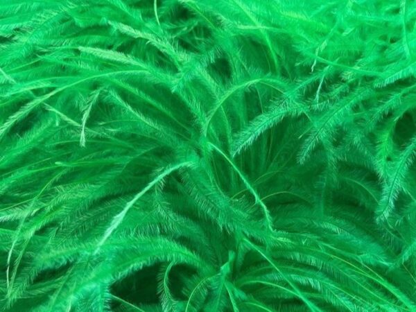 Pure Ostrich Feather Boa Lux 6 Ply