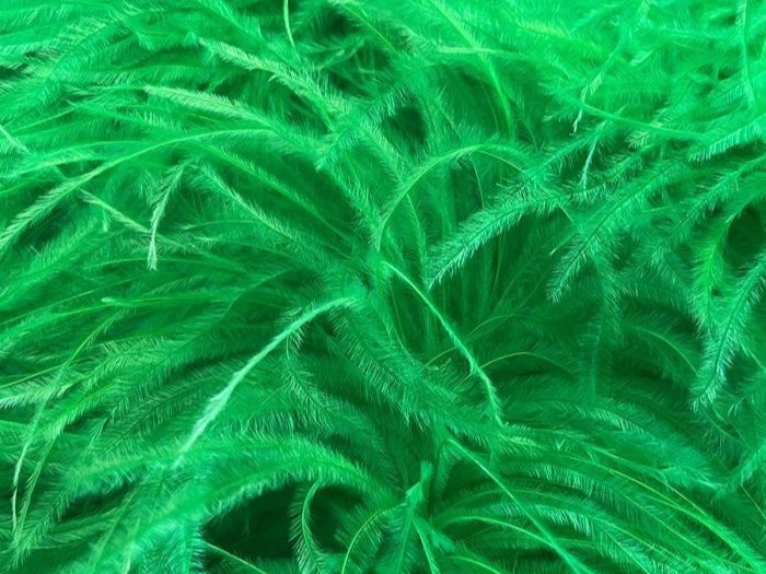 Pure Ostrich Feather Boa Lux 6 Ply APPLE GREEN/TROPIC LIME