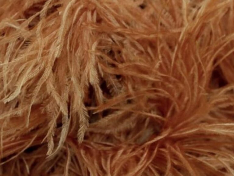 Pure Ostrich Feather Boa Lux 6 Ply CAPPUCCINO