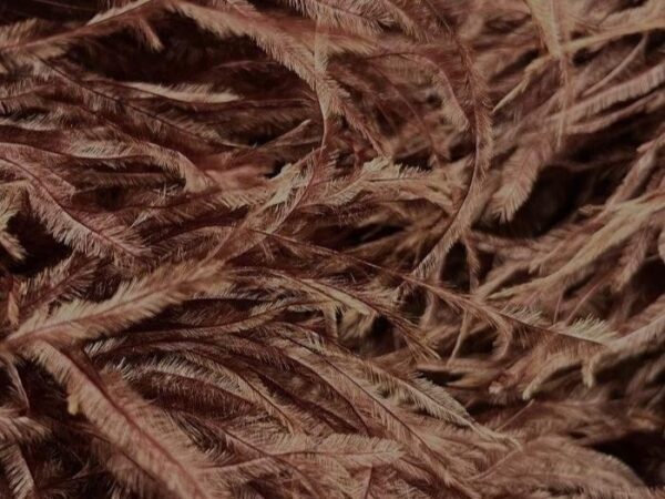 Pure Ostrich Feather Boa Lux 6 Ply